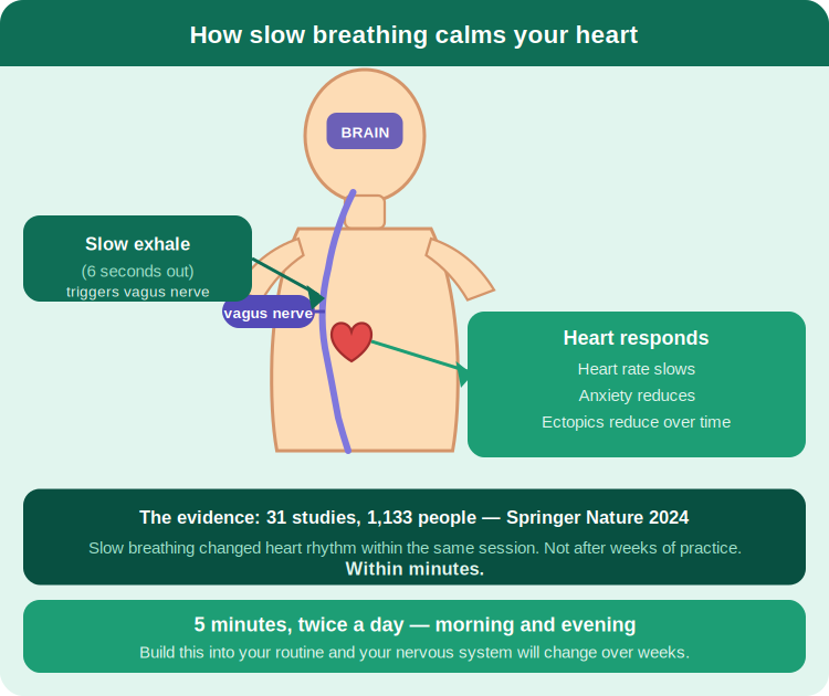 How slow breathing calms the heart: slow exhale triggers vagus nerve, which slows heart rate, reduces anxiety, and reduces ectopic beats over time.